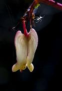 Dicentra oregana 12-1035